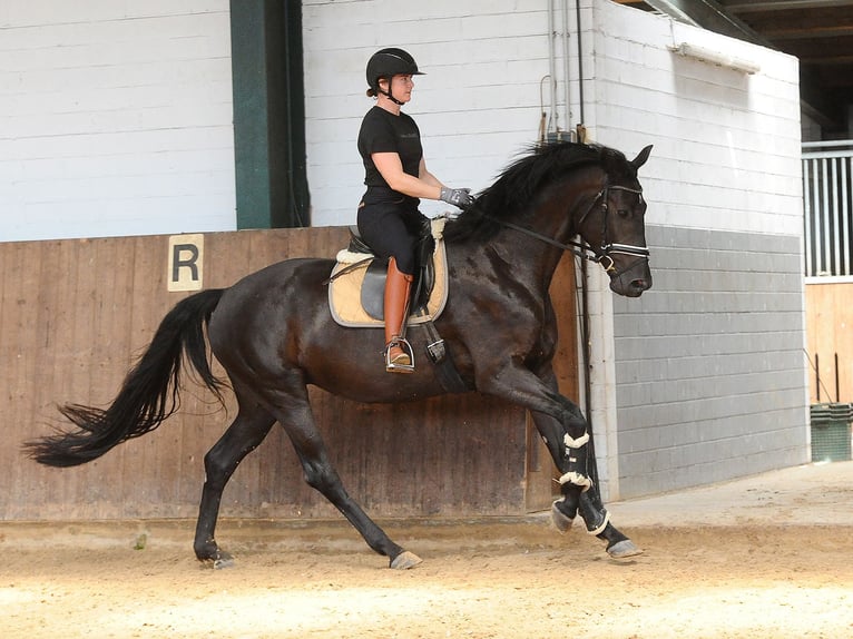 Hanovrien Jument 4 Ans 171 cm Noir in Isernhagen