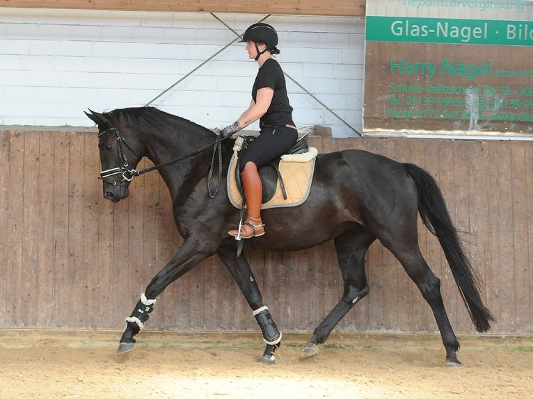 Hanovrien Jument 4 Ans 171 cm Noir in Isernhagen