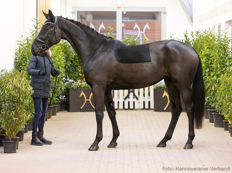 Hanovrien Jument 4 Ans 171 cm Noir in Verden