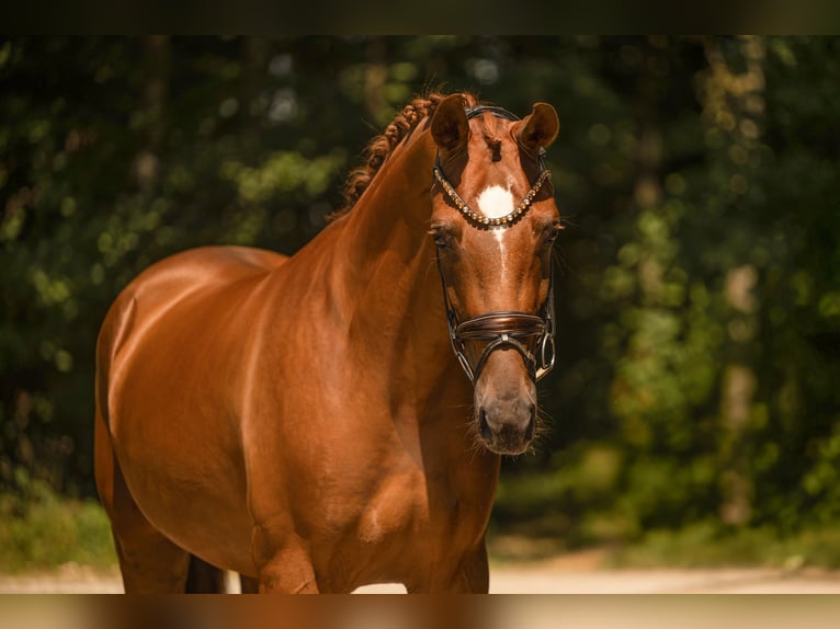 Hanovrien Jument 4 Ans 172 cm Alezan brûlé in Wehringen