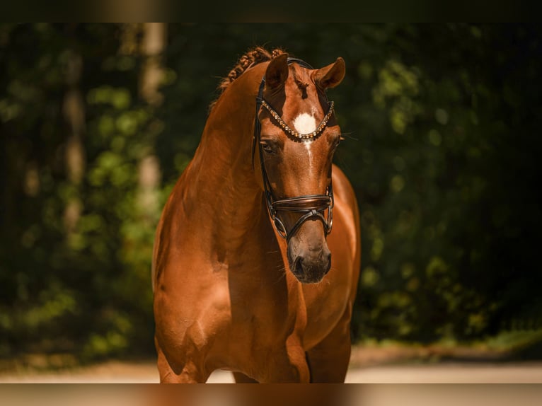 Hanovrien Jument 4 Ans 172 cm Alezan brûlé in Wehringen