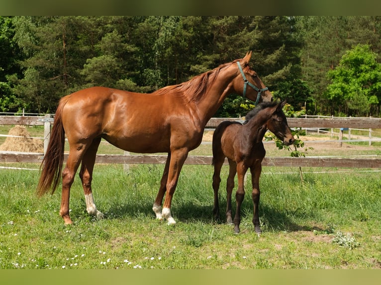 Hanovrien Jument 4 Ans 172 cm Alezan in Burd&#x105;g