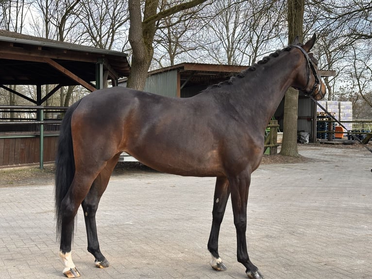 Hanovrien Jument 4 Ans 172 cm Bai brun in Adelheidsdorf