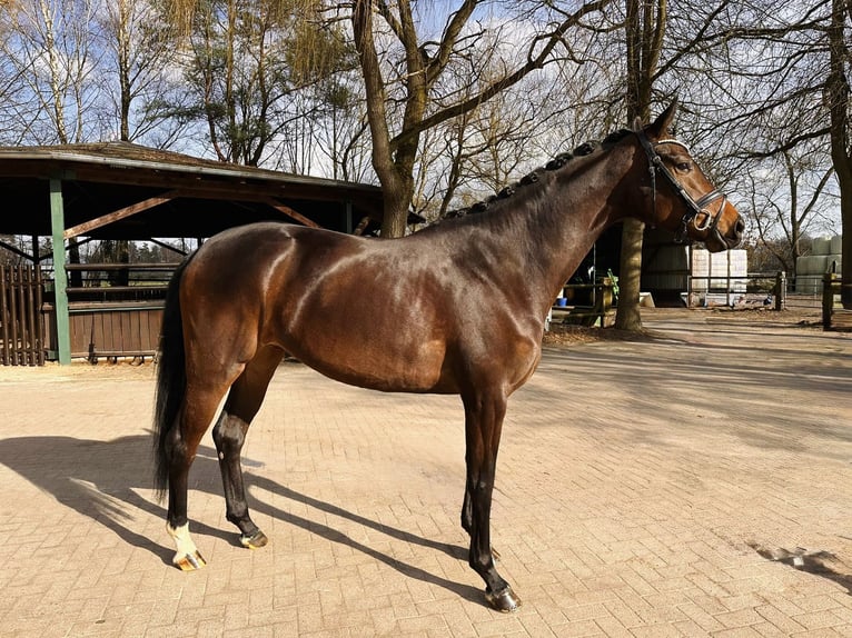 Hanovrien Jument 4 Ans 172 cm Bai brun in Adelheidsdorf