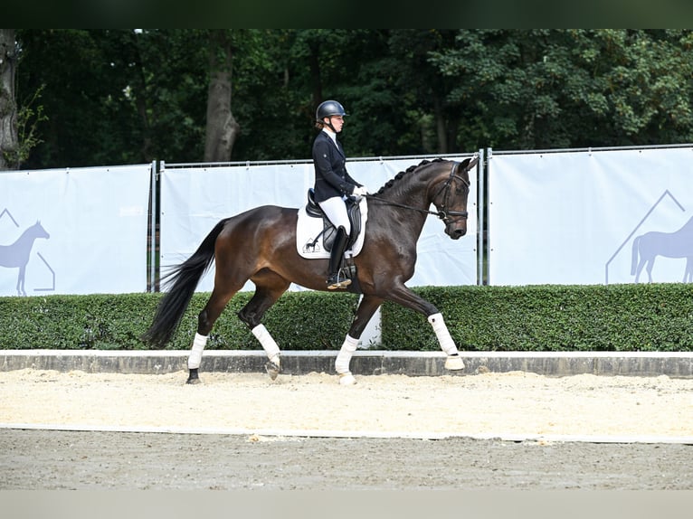 Hanovrien Jument 4 Ans 172 cm Bai brun in Bad Bevensen