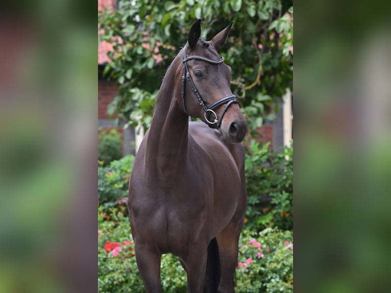 Hanovrien Jument 4 Ans 172 cm Bai brun in Bad Bevensen