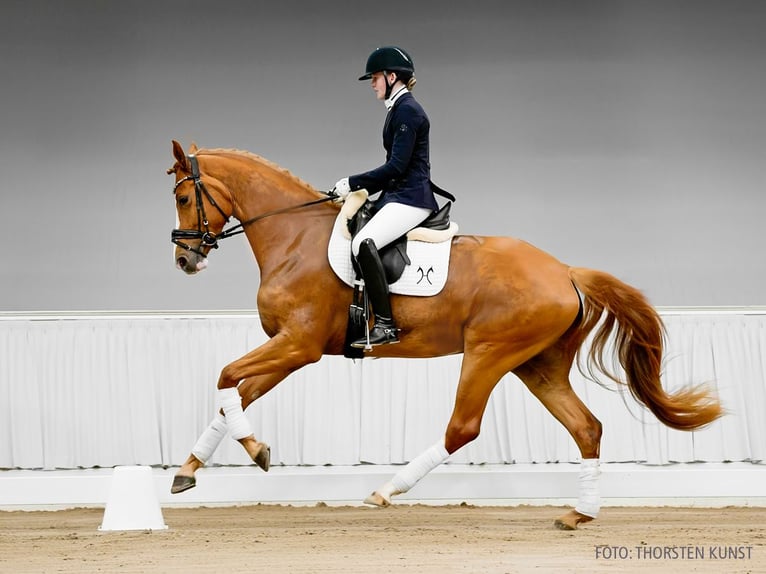 Hanovrien Jument 4 Ans 172 cm Bai brun in Verden