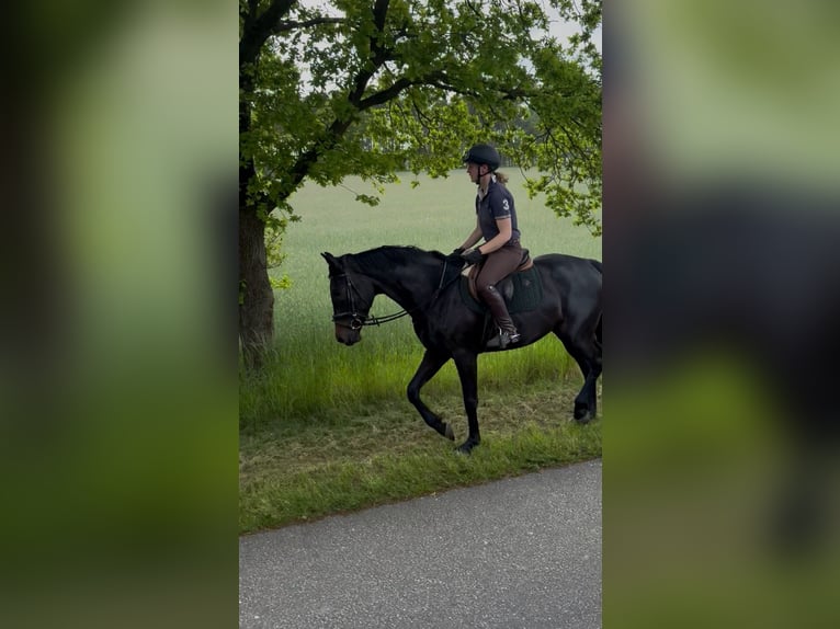 Hanovrien Jument 4 Ans 172 cm Bai brun foncé in Aulosen
