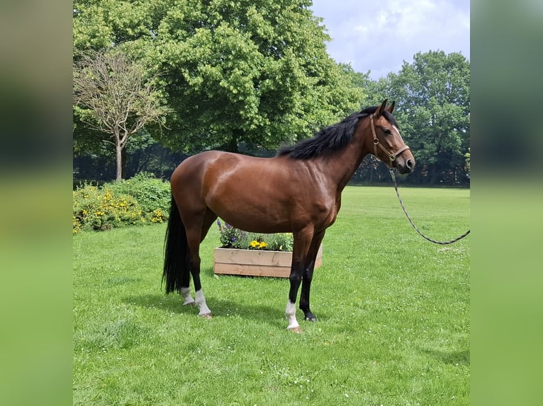 Hanovrien Jument 4 Ans 172 cm Bai in Neum&#xFC;nster