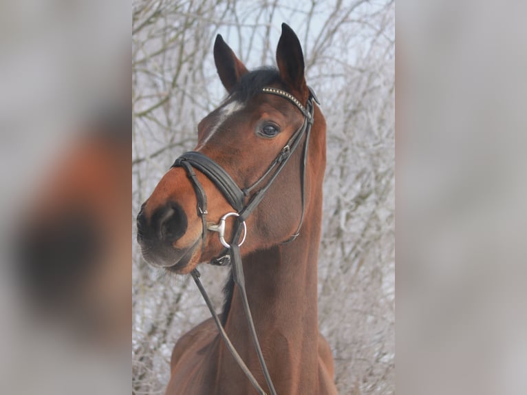 Hanovrien Jument 4 Ans 172 cm Bai in Hepstedt