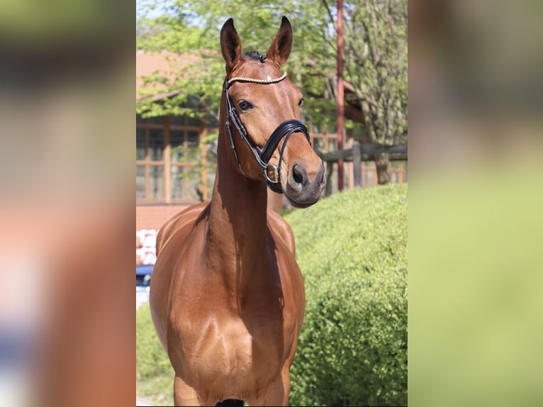Hanovrien Jument 4 Ans 172 cm Bai in Fröndenberg