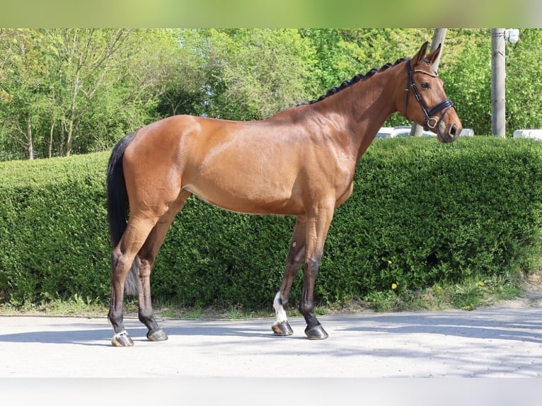 Hanovrien Jument 4 Ans 172 cm Bai in Fröndenberg