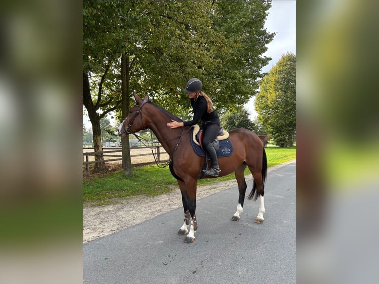 Hanovrien Jument 4 Ans 172 cm Bai in Uedem