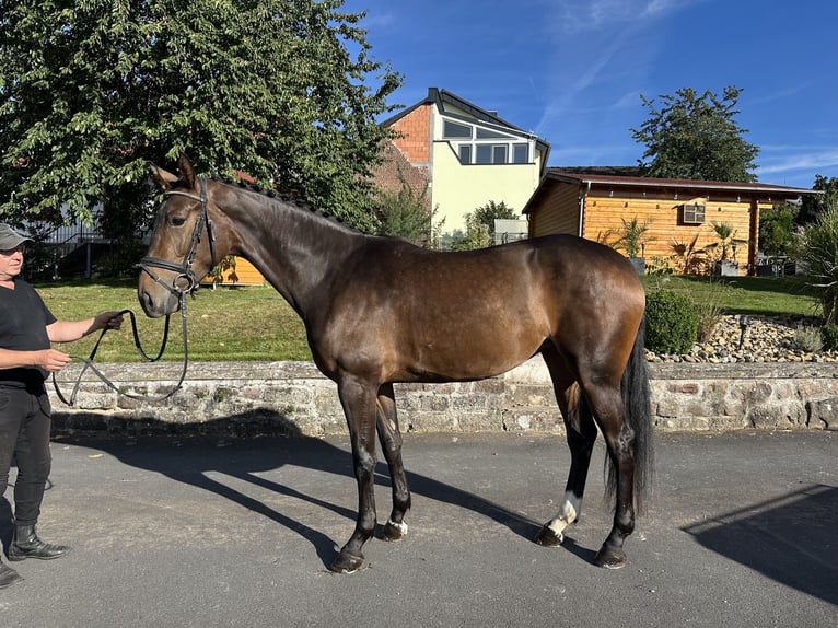 Hanovrien Jument 4 Ans 172 cm Bai in Hofbieber