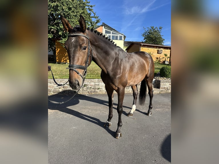 Hanovrien Jument 4 Ans 172 cm Bai in Hofbieber