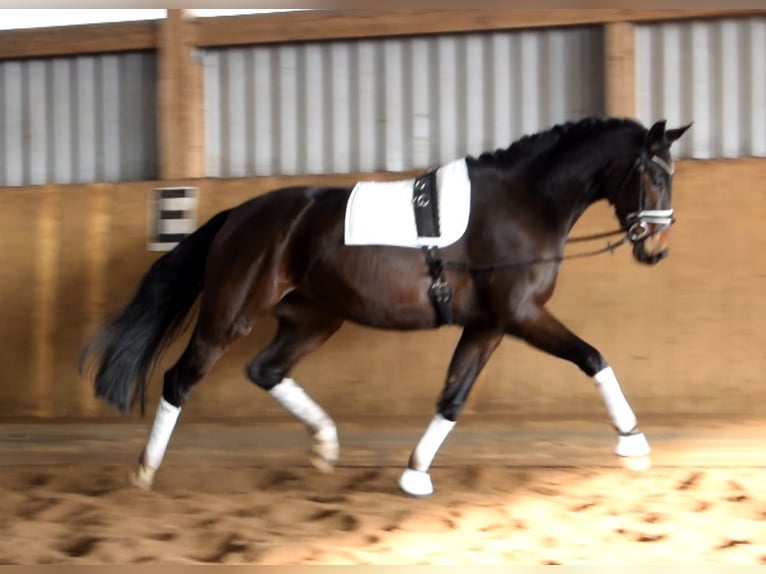 Hanovrien Jument 4 Ans 172 cm  in Fredenbeck