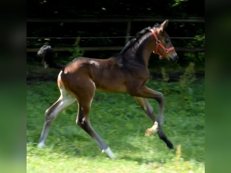 Hanovrien Jument 4 Ans 172 cm  in Fredenbeck