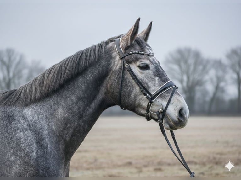 Hanovrien Jument 4 Ans 172 cm Gris in Seefeld