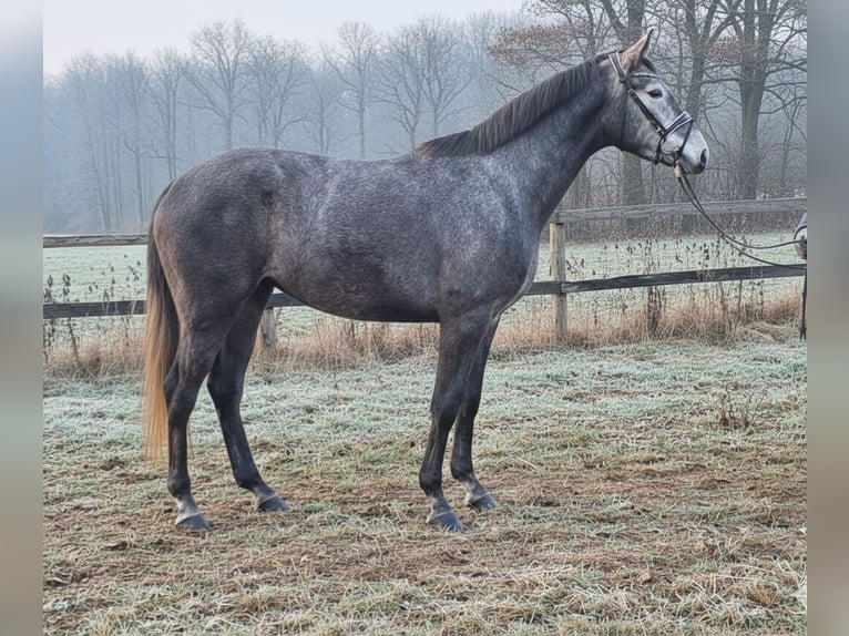 Hanovrien Jument 4 Ans 172 cm Gris in Seefeld