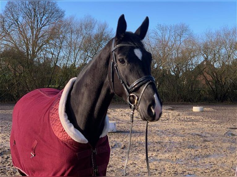 Hanovrien Jument 4 Ans 172 cm Noir in Verden (Aller)