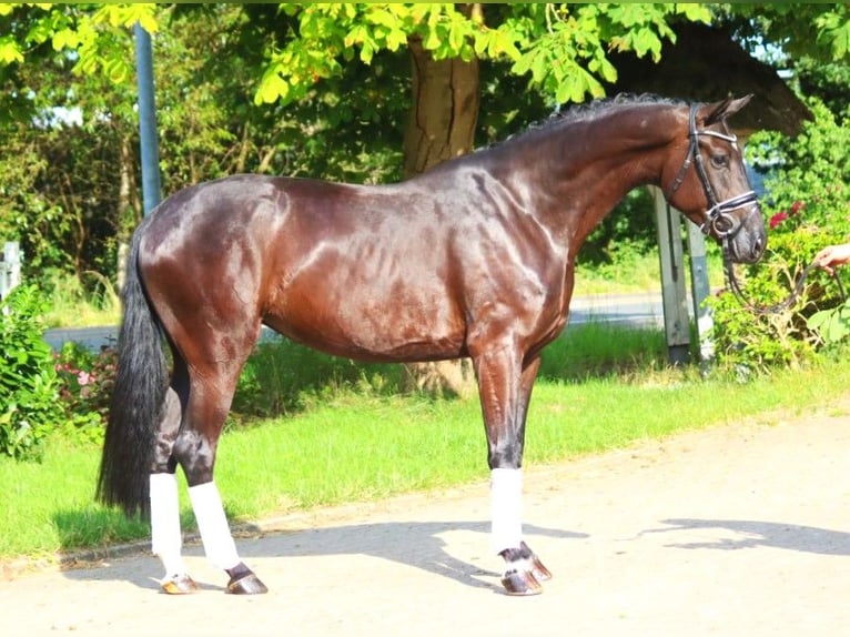 Hanovrien Jument 4 Ans 172 cm Noir in Selsingen