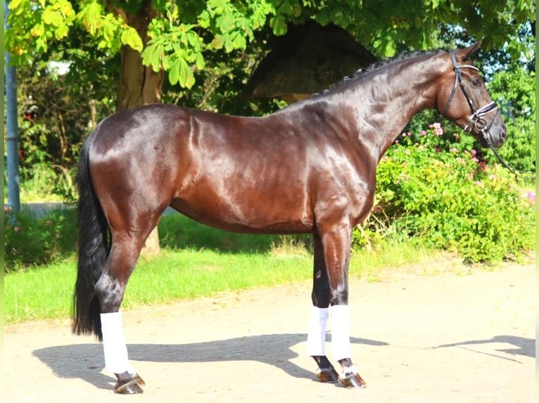 Hanovrien Jument 4 Ans 172 cm Noir in Selsingen