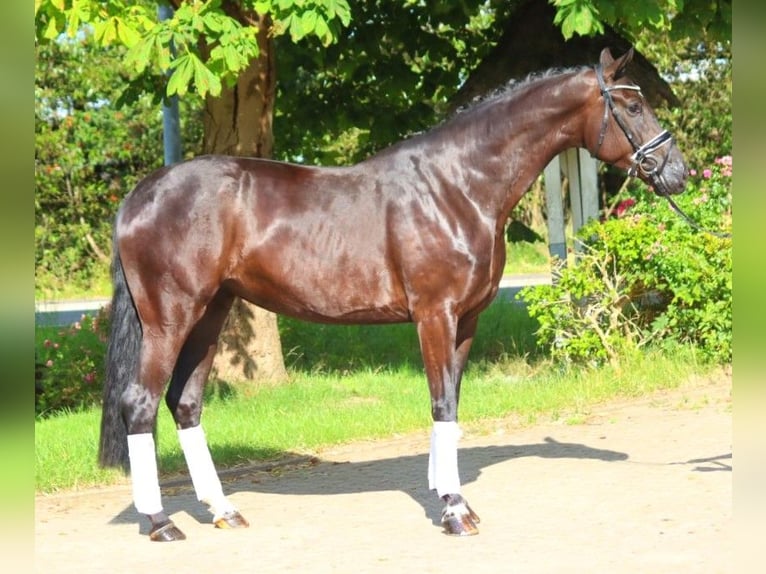 Hanovrien Jument 4 Ans 172 cm Noir in Selsingen