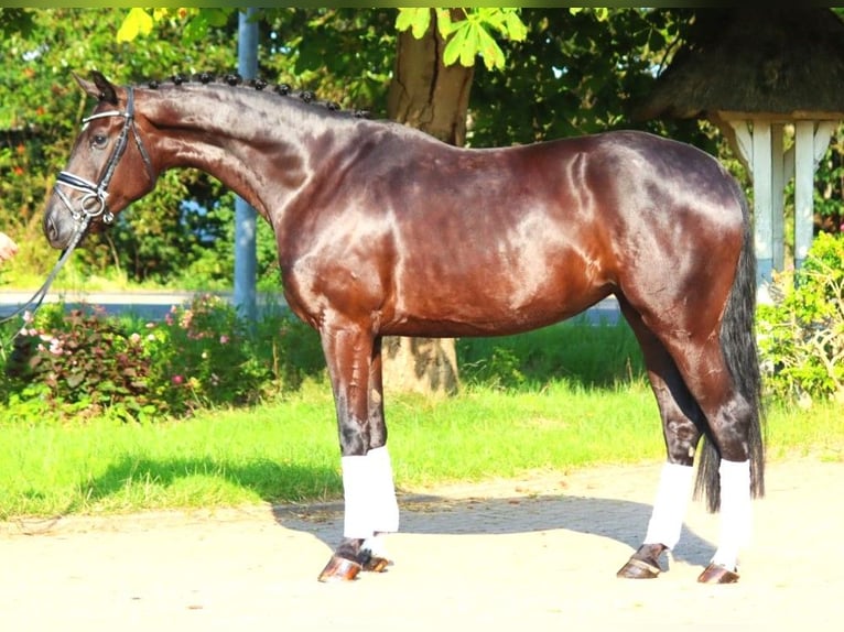 Hanovrien Jument 4 Ans 172 cm Noir in Selsingen