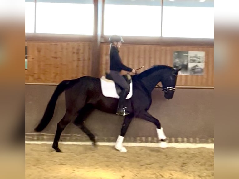 Hanovrien Jument 4 Ans 172 cm Noir in Wolnzach