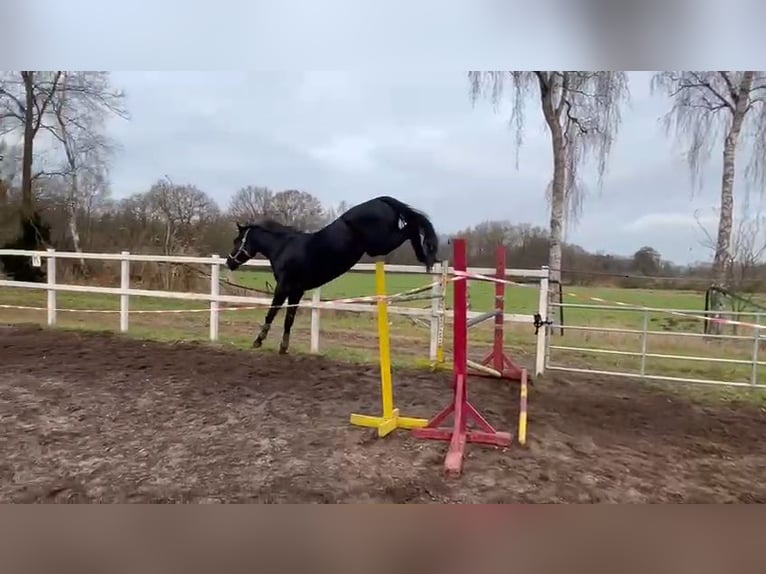 Hanovrien Jument 4 Ans 172 cm Noir in Klein Nordende