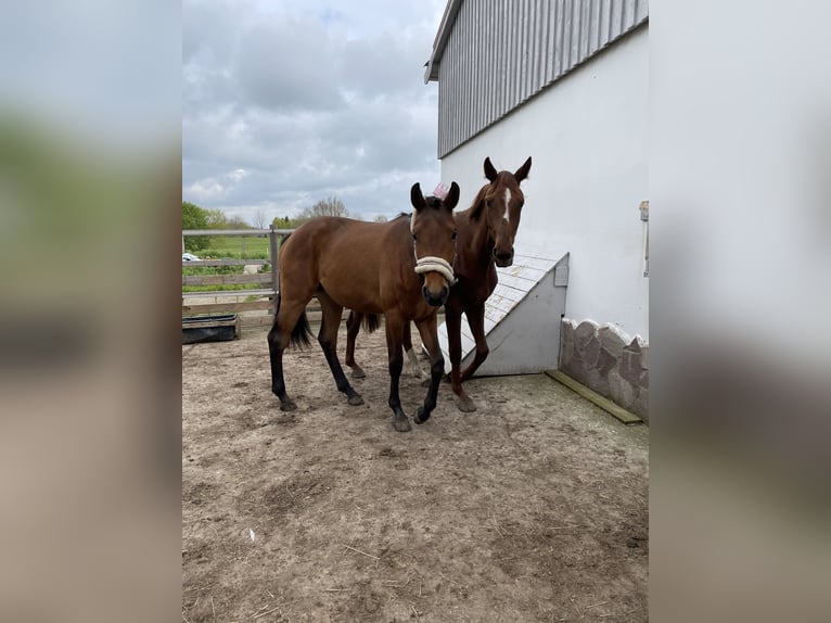 Hanovrien Jument 4 Ans 173 cm Alezan in Schashagen