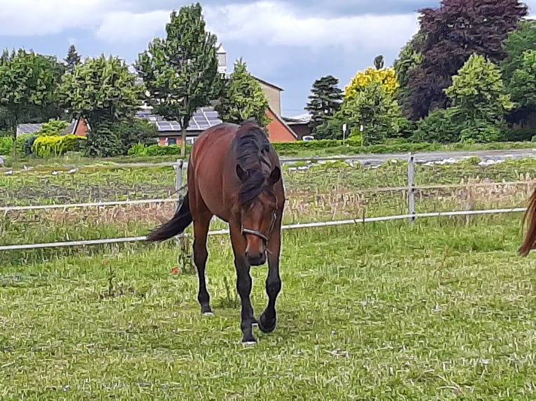 Hanovrien Jument 4 Ans 173 cm Bai brun in Stuhr