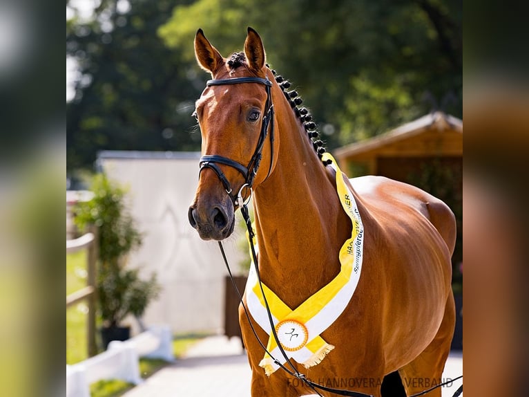 Hanovrien Jument 4 Ans 173 cm Bai in Verden