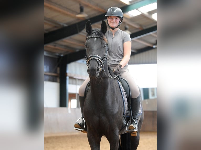 Hanovrien Jument 4 Ans 173 cm Noir in Isernhagen