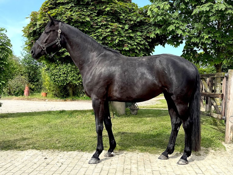 Hanovrien Jument 4 Ans 173 cm Noir in Isernhagen