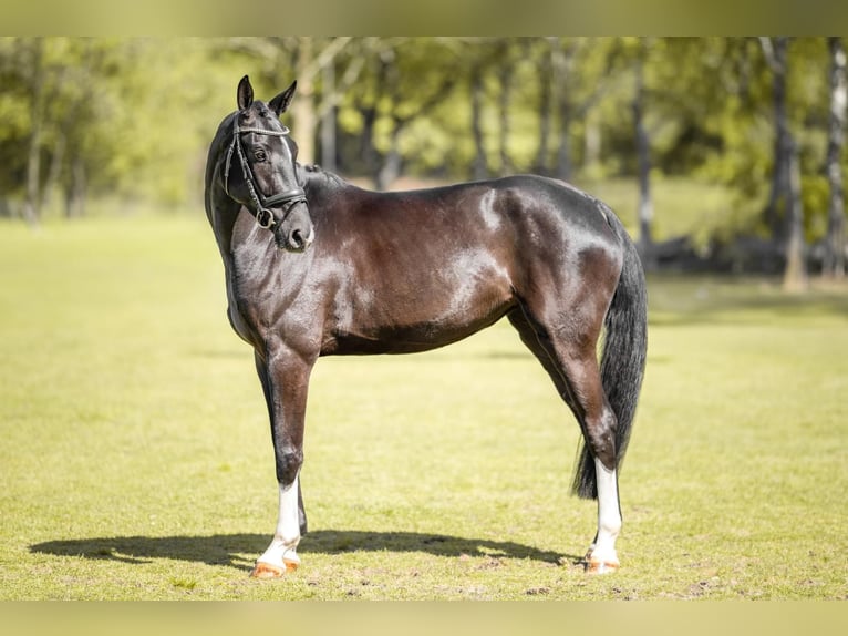 Hanovrien Jument 4 Ans 173 cm Noir in Nordhorn