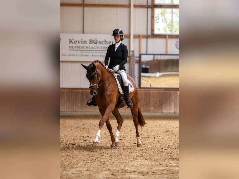 Hanovrien Jument 4 Ans 174 cm Alezan in Bad Bentheim