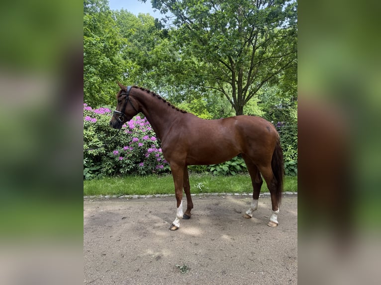 Hanovrien Jument 4 Ans 174 cm Alezan in Bad Bentheim