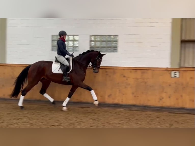 Hanovrien Jument 4 Ans 174 cm Bai brun in Adelheidsdorf