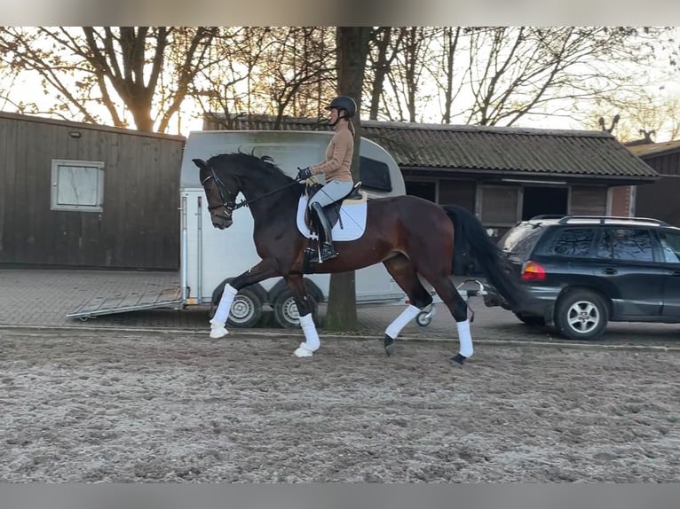 Hanovrien Jument 4 Ans 174 cm Bai brun in Adelheidsdorf