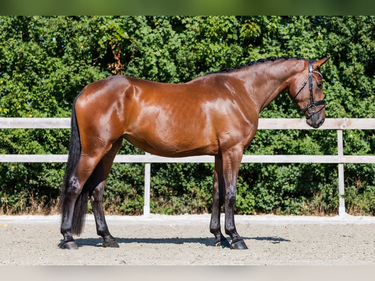 Hanovrien Jument 4 Ans 174 cm Bai cerise in Hardinxveld - Giessendam