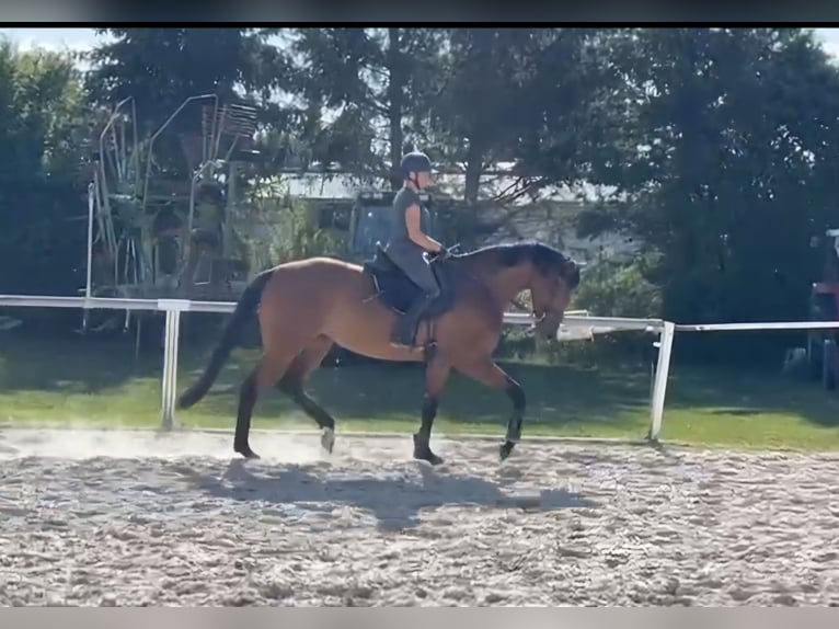 Hanovrien Jument 4 Ans 174 cm Bai in Sch&#xF6;mberg