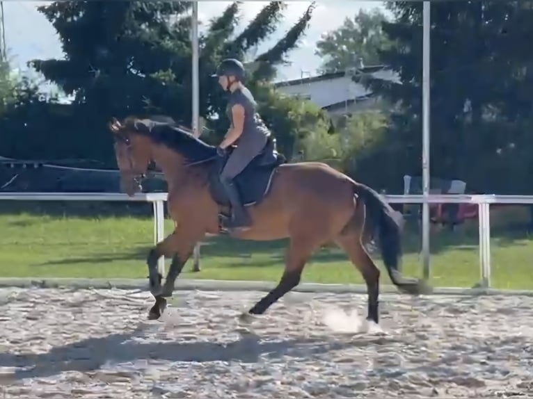 Hanovrien Jument 4 Ans 174 cm Bai in Sch&#xF6;mberg