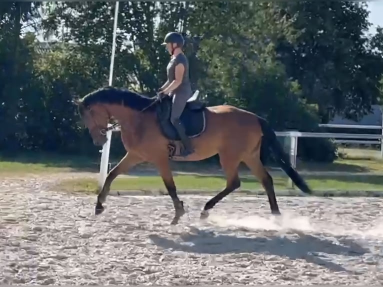 Hanovrien Jument 4 Ans 174 cm Bai in Sch&#xF6;mberg