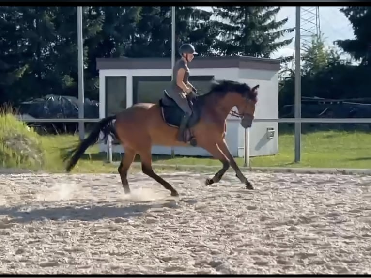 Hanovrien Jument 4 Ans 174 cm Bai in Sch&#xF6;mberg