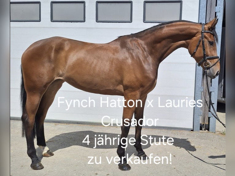 Hanovrien Jument 4 Ans 174 cm Bai in Sch&#xF6;mberg
