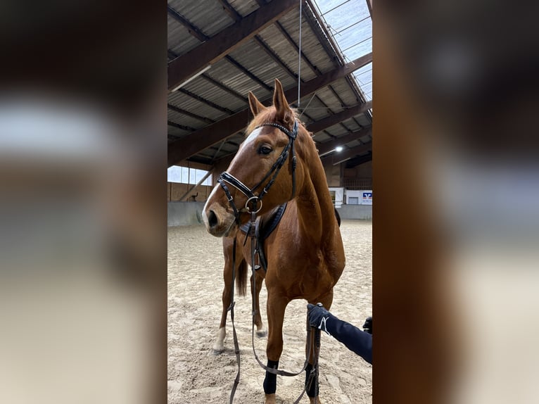 Hanovrien Jument 4 Ans 175 cm Alezan in Gittelde