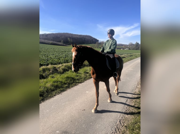 Hanovrien Jument 4 Ans 175 cm Alezan in Gittelde