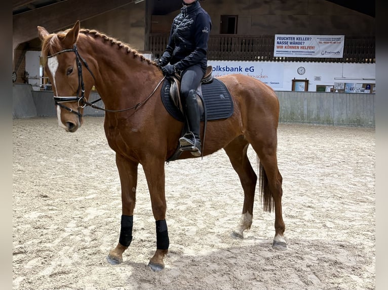 Hanovrien Jument 4 Ans 175 cm Alezan in Gittelde