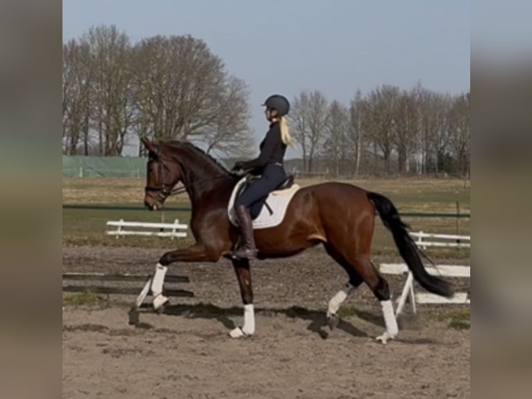 Hanovrien Jument 4 Ans 175 cm Bai in Kirchlinteln